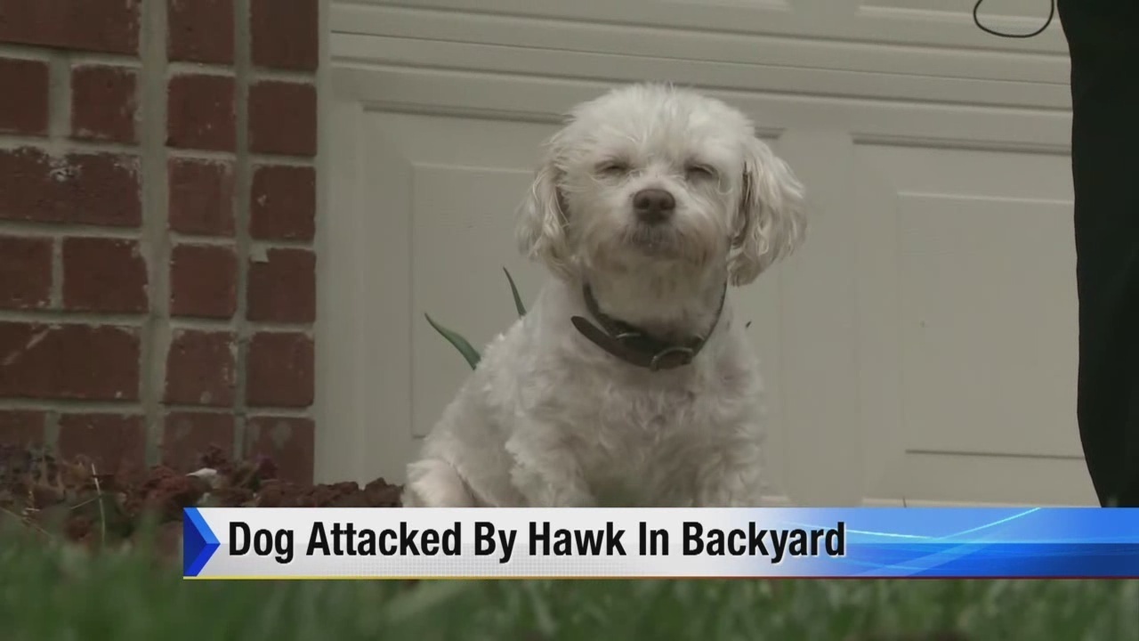 hawk picks up dog hawk picks up dog